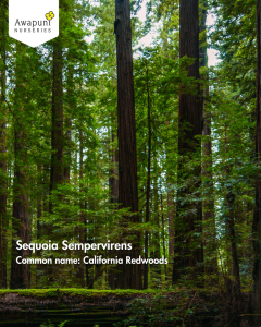 Sequoia Sempervirens - 50 Plants